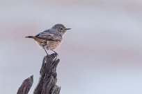 Familiar Chat (Traquet familier) Sossusvlei et Sesriem