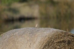 Traquet motteux_737A1147 null