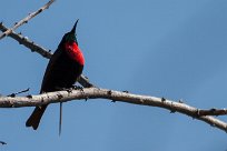 Scarletchested sunbird (Souimanga à poitrine rouge) Waterberg