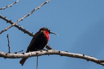 Scarletchested sunbird (Souimanga à poitrine rouge) Waterberg
