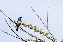 White bellied sunbird (Souimanga à ventre blanc) White bellied sunbird (Souimanga à ventre blanc)