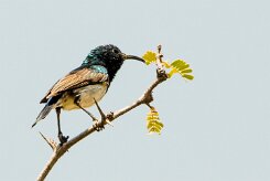 White-bellied Sunbird (Souimanga à ventre blanc)_737A0312 null