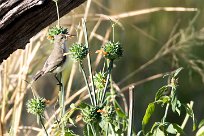 White-bellied Sunbird (Souimanga à ventre blanc) Savuti_Marsh