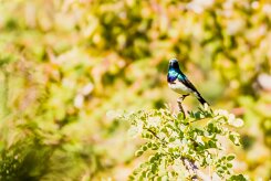 White-bellied sunbird (Souimanga à ventre blanc)-737A0827-2 null