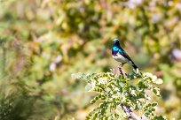 White-bellied sunbird (Souimanga à ventre blanc) Waterberg - Namibie