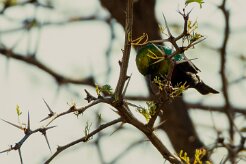 Marico Sunbird (Souimanga de Mariqua)-737A0515-2 null