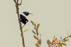 Marico Sunbird (Souimanga de Mariqua)-737A0528-2 null