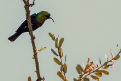 Marico Sunbird (Souimanga de Mariqua)-737A0531-2 null