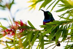 Marico Sunbird (Souimanga de Mariqua)_737A3271-2 null
