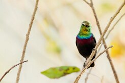 Marico Sunbird (Souimanga de Mariqua)_7D2_2531 null