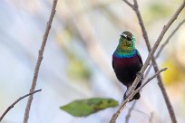 Marico Sunbird (Souimanga de Mariqua) Chief Island