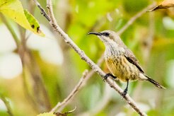 Marico Sunbird (Souimanga de Mariqua)_7D2_2678 null