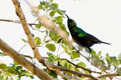 Marico Sunbird (Souimanga de Mariqua)_x737A4315-2 null