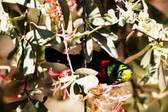 Marico Sunbird-(Souimanga de Mariqua)_737A2845-2 null