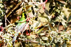 Marico Sunbird-(Souimanga de Mariqua)_737A2847-2 null