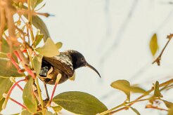 Scarlet-chested Sunbird-(Souimanga à poitrine rouge)_737A4203 null