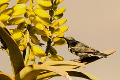Dusky Sunbird (Souimanga fuligineux)-_737A2069-2 null