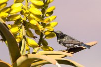 Dusky Sunbird (Souimanga fuligineux) Fish River Canyon