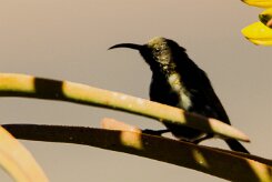 Dusky Sunbird (Souimanga fuligineux)-_737A2070-2 null