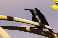 Dusky Sunbird (Souimanga fuligineux) Fish River Canyon