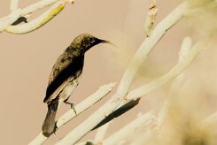 Dusky Sunbird (Souimanga fuligineux)-_737A2074-2 null