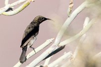 Dusky Sunbird (Souimanga fuligineux) Fish River Canyon