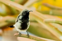 Dusky Sunbird (Souimanga fuligineux)-_737A2117-2 null