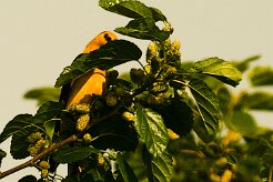 loriot_d_europe_13-2 null