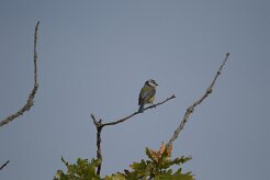 Mésange bleue_737A1279 null