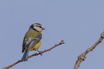 Mésange bleue Mésange bleue