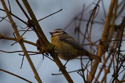Mésange bleue_737A1613 null