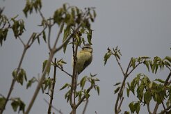 Mésange bleue_737A3342 null