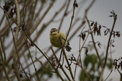 Mésange bleue_737A3346 null