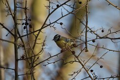 Mésange bleue_737A3794 null