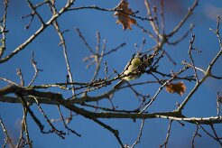 Mésange bleue_737A3798 null