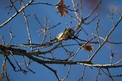 Mésange bleue_737A3799 null
