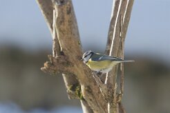 Mésange bleue_737A3962 null
