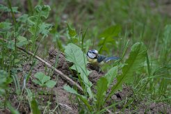 Mésange bleue_737A7842 null