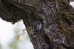 Mésange bleue_737A8168 null