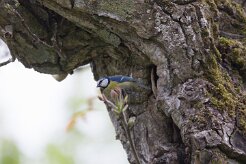 Mésange bleue_737A8198 null
