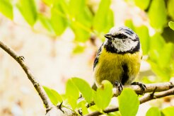 Mésange bleue_x737A3331-2 null
