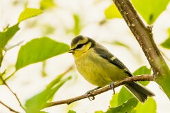 Mésange bleue_x737A3337-2 null