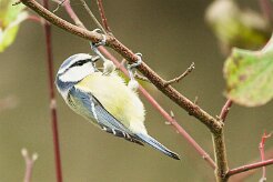 mesange_bleue_01-2 null
