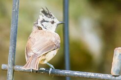 mesange_hupee_01-2 null