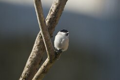 Mésange nonette_737A4034 null