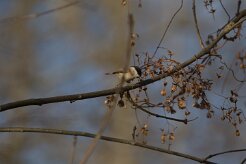 Mésange nonnette_737A8041 null