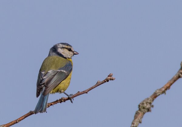 Mesange bleue