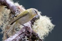 Reinita de Tennessee (Paruline obscure) Chirripo - Costa Rica