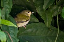 Reinita de tenessee (Paruline obscure) Turrialba - Costa Rica