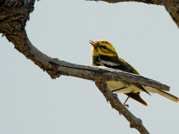 Paruline de Townsend